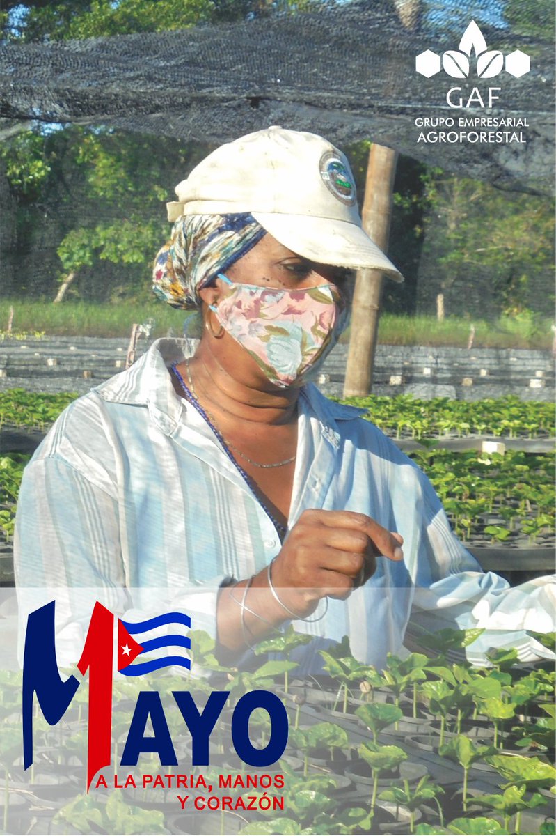 rglezsandoval's tweet photo. #1deMayo #Cuba #CubaViveYTrabaja  @GAgroforestal
 @RobeldiNT
 @Adalber93752496
 @Ernesto64564900
 @MirandaPlana
 @Yaremispg
 @maritzaruizmo
 @LuisMonteroMus1
 @juandm6312
@MINAGCuba https://t.co/n3HNaJb95o