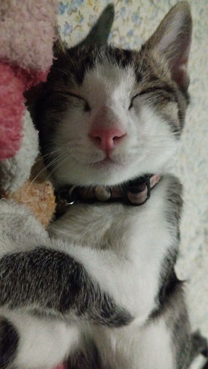 แมวหน้ายิ้มตลอดเวลา