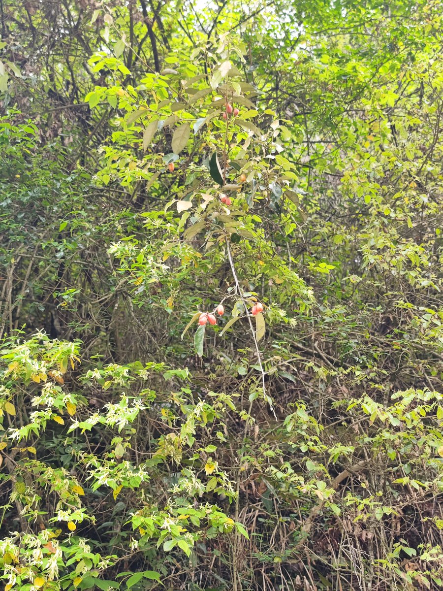 Dcaleor's tweet image. 