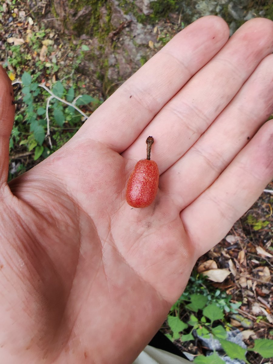 Dcaleor's tweet image. 