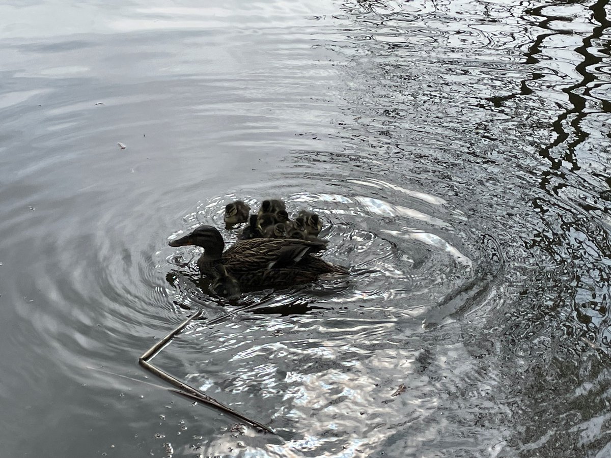 Brocton Hall Golf Club tweet media