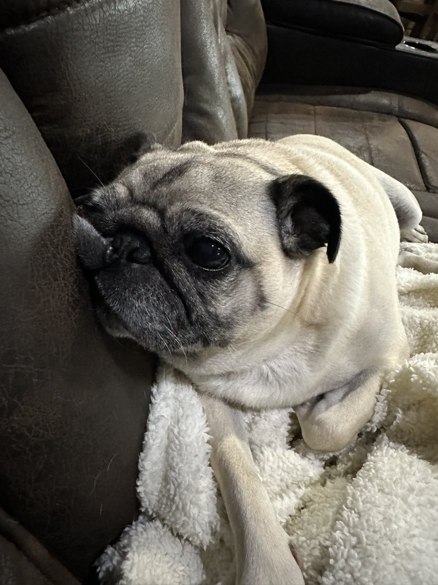 Really ?? ….#LuceethePug #Pugs have a unique way of making you feel bad in very unusual ways. Lol 😂 Darned Doogs. This was shortly after I had to move her. She literally smashed her face against the back of the couch and stayed that way for 15 minutes or better.