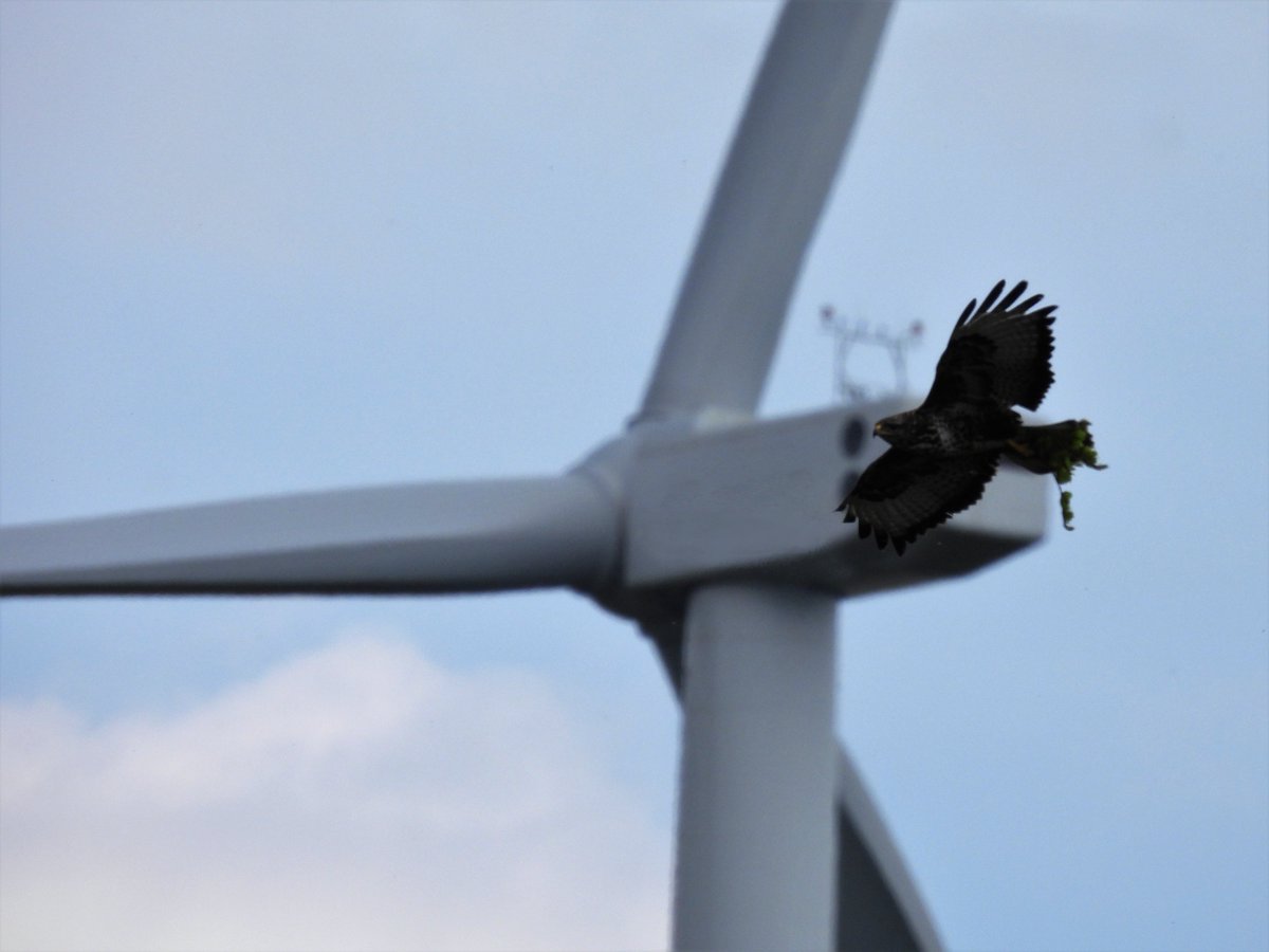 🦉🦇🐻🦈 Species-specific insights wanted! Present approaches, methods, and case studies on species-specific responses for onshore and offshore wind at #CWW2023. Submit your abstract by April 30th! ➡️ cww2023.org/eng-abstract-i…

#WindAndWildlife #windenergy #wildlifeconservation