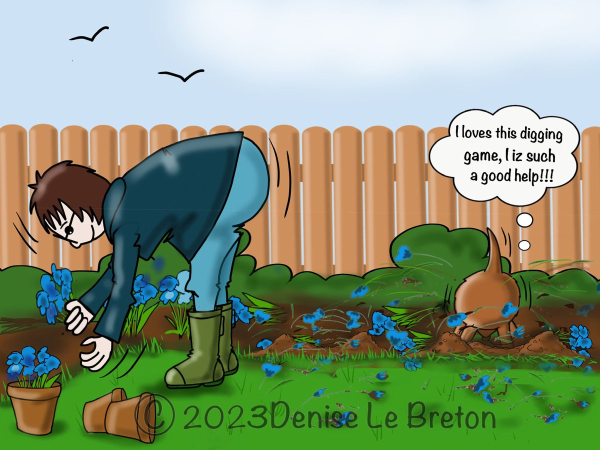 Sheldon the Border Terrier tweet media