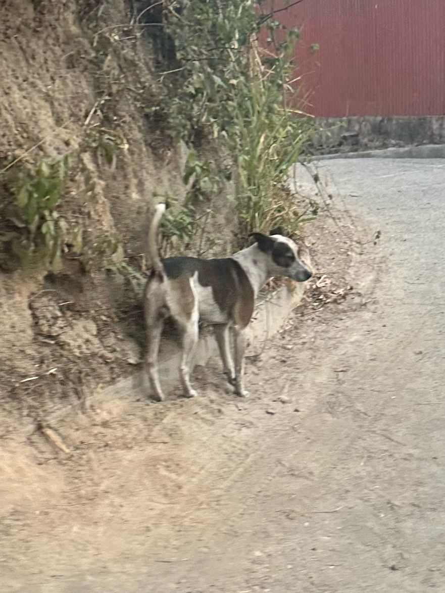 CarlitoxR20's tweet photo. Abro hilo de mi ultimo viaje al Salvador, encontré a un país rico en sus lugares naturales y con lo mejor de lo mejor las pupusas! sin embargo un paisaje tan lindo que se vio apocado por muchisimos perritos en la calle que parecen ignorados por todos y https://t.co/psIHfH839w
