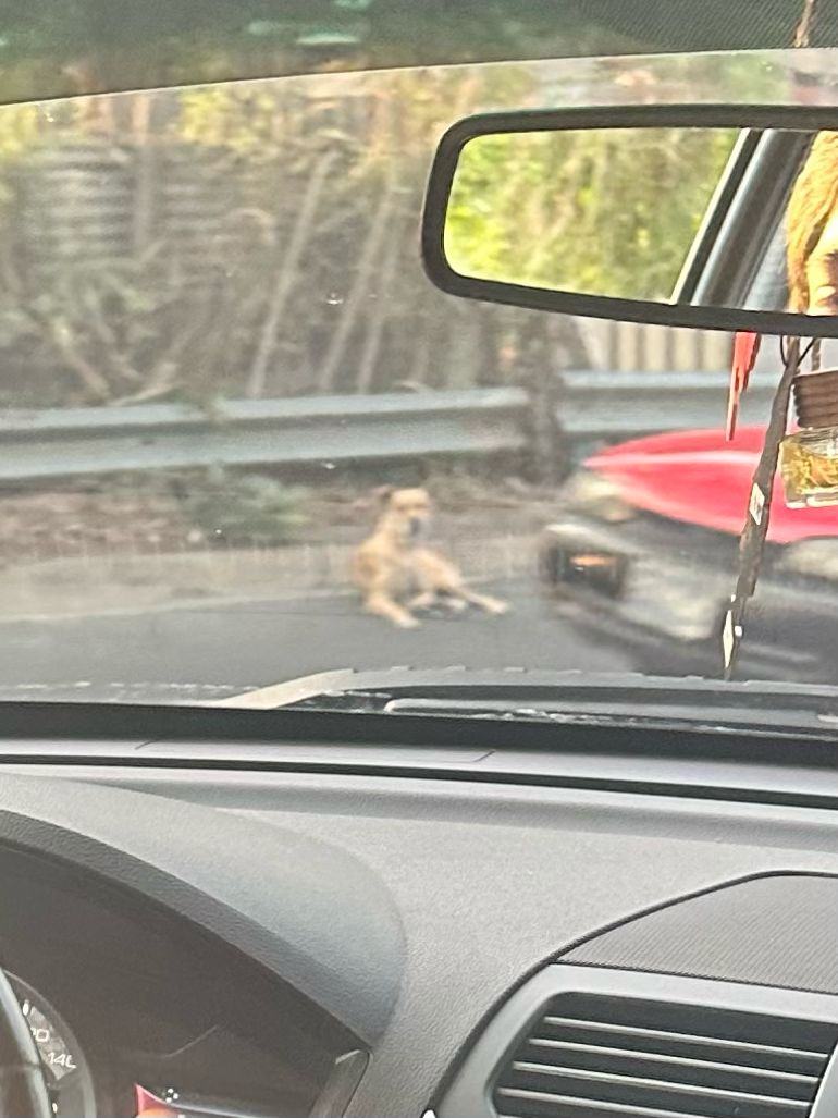 CarlitoxR20's tweet photo. Abro hilo de mi ultimo viaje al Salvador, encontré a un país rico en sus lugares naturales y con lo mejor de lo mejor las pupusas! sin embargo un paisaje tan lindo que se vio apocado por muchisimos perritos en la calle que parecen ignorados por todos y https://t.co/psIHfH839w