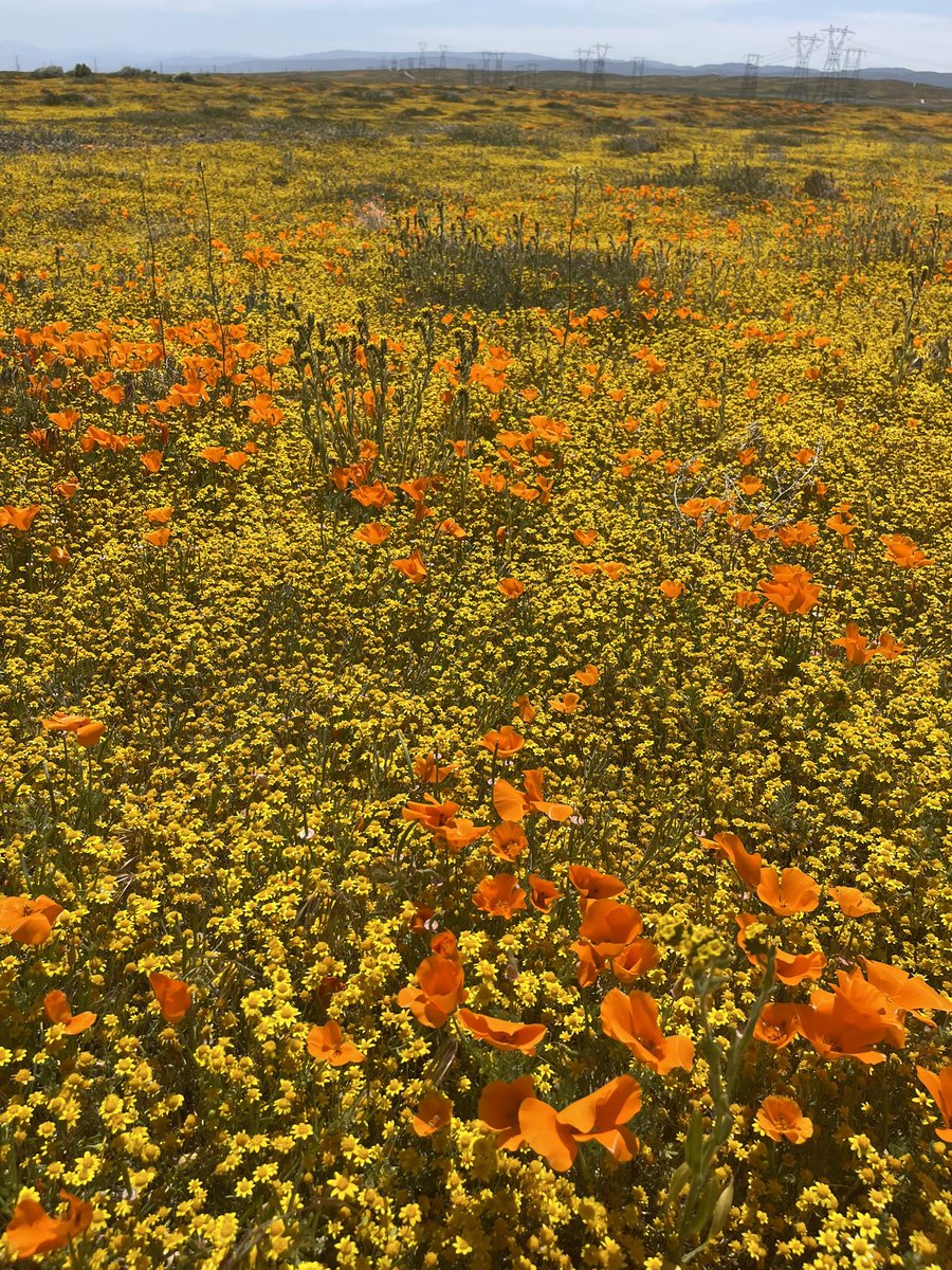 CrossleyIDGuide's tweet image. 3rd spring watching daytime migration in mtns N of LA. Fridays flight was massive (20k) and 1000s lot of days - follow Daniels Tejon Pass count on trektellen.org. Night flight also big and low  When there are few birds, the scenery and flowers are okay…