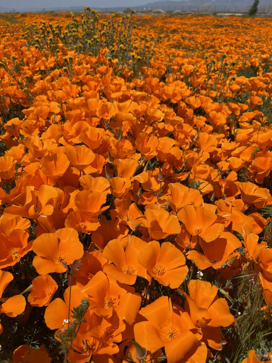 CrossleyIDGuide's tweet image. 3rd spring watching daytime migration in mtns N of LA. Fridays flight was massive (20k) and 1000s lot of days - follow Daniels Tejon Pass count on trektellen.org. Night flight also big and low  When there are few birds, the scenery and flowers are okay…