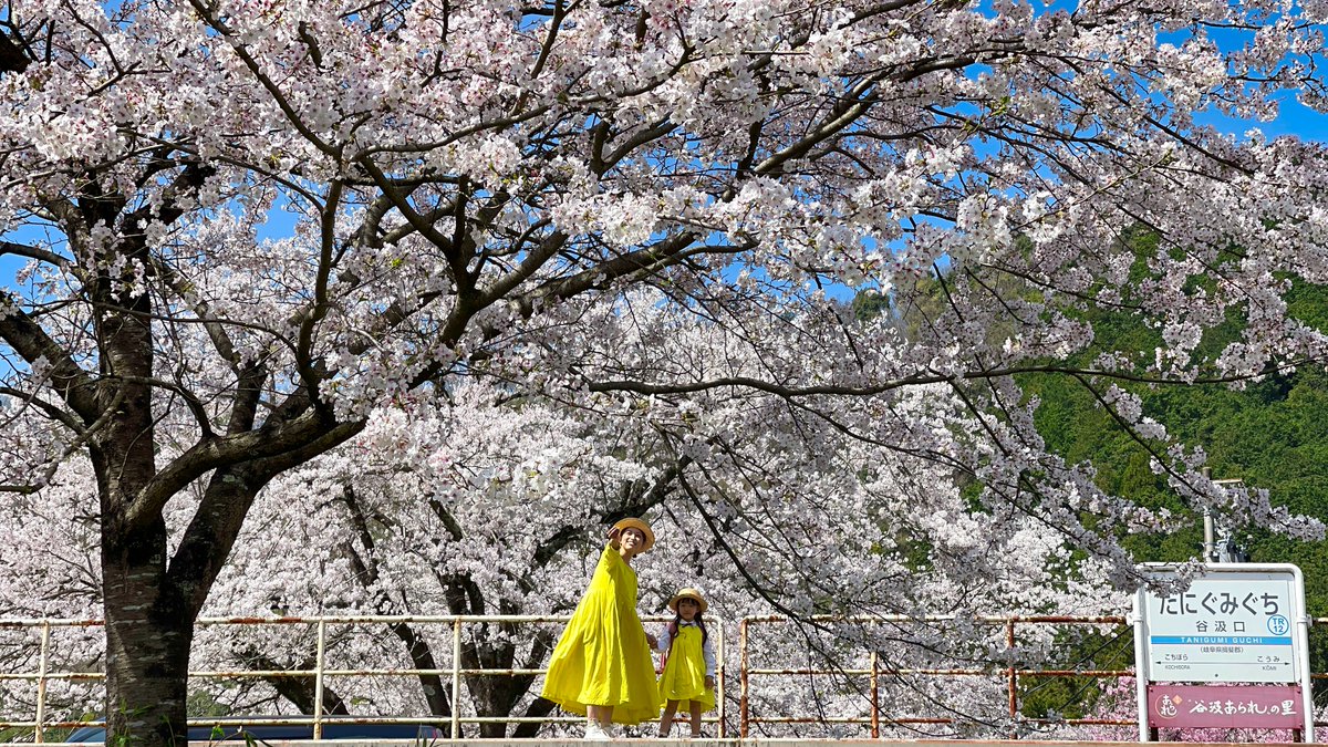 桜追いの記録 - 樽見鉄道・谷汲口駅の桜（岐阜県）

満開の桜の下，写真モデルの親子がおられました