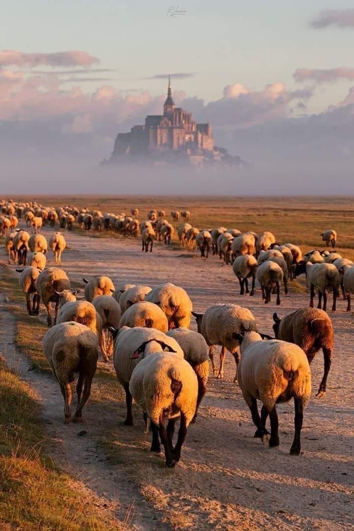 Hello again.
Even though I don’t have credits for this wonderful photograph I’m posting it because it stopped me in my tracks. (Takes a lot) 
Abbaye du Mont Saint Michel, Normandy France.   The sheep look like they are on a pilgrimage