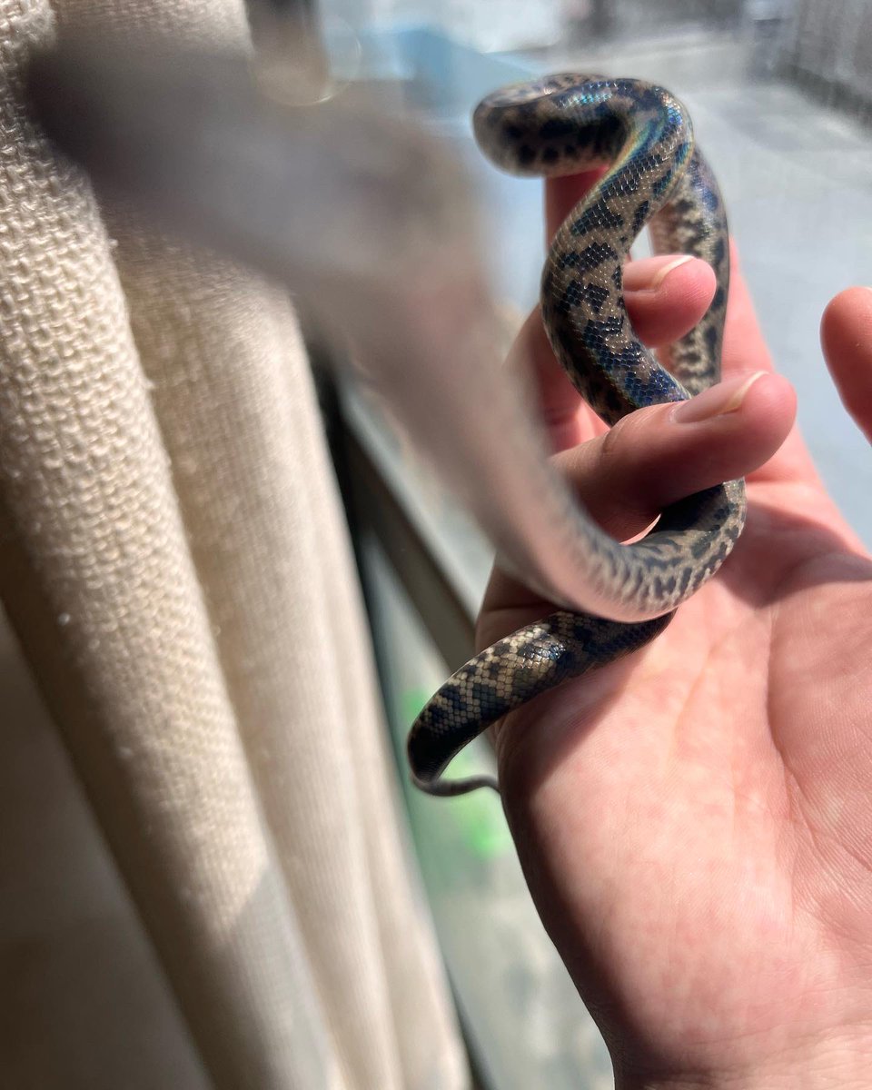 ヨネけん【生き物好き】 tweet media