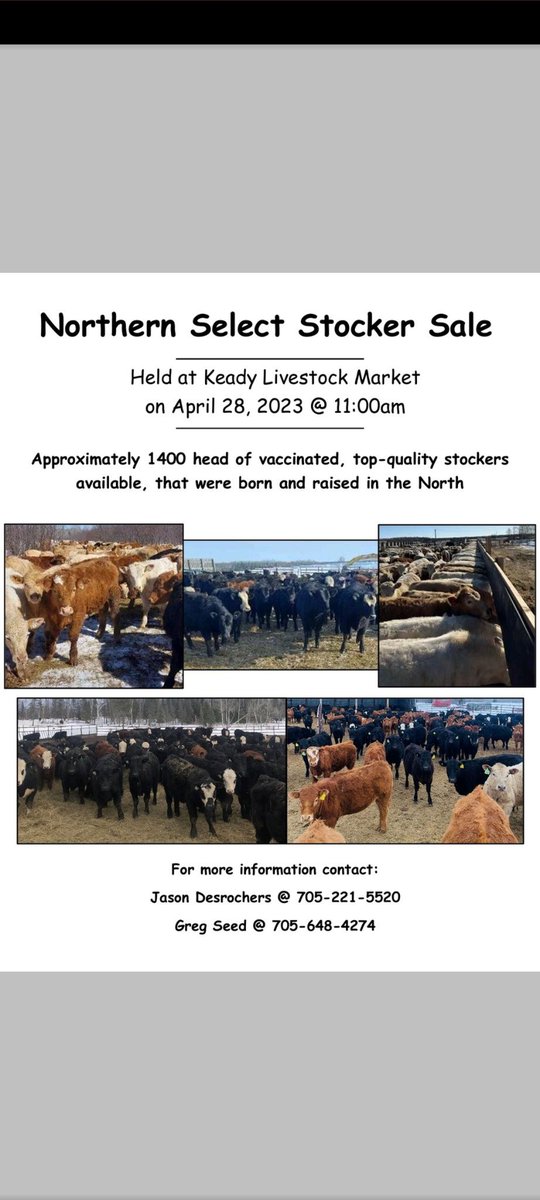 Jason Desrochers (@desrochersfarm) on Twitter photo Proud to be part of the 3rd annual <a href="/StockerSale/">Northern Select Stocker Sale</a> this Friday. Great cattle representing Northern producers. Hope to see you there! Proud to be part of the 3rd annual <a href="/StockerSale/">Northern Select Stocker Sale</a> this Friday. Great cattle representing Northern producers. Hope to see you there!