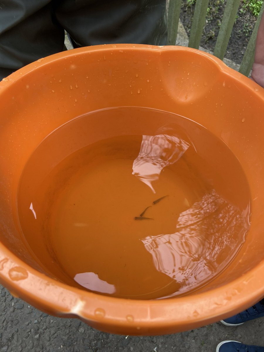 WLBC Rangers (@wlbc_rangers) on Twitter photo We love the river Tawd! So thanks to <a href="/Dalton_School/">Dalton St Michaels</a> <a href="/TawdFriends/">Friends of Tawd Valley</a> and <a href="/GroundworkCLM/">Groundwork in Cheshire, Lancashire & Merseyside</a>  for raising some trout parr and then releasing them at <a href="/ParkTawd/">Tawd Valley Park</a> this afternoon. We will keep an eye out for them as the grow up in the river! πππ<a href="/SDG1864/">Love My River!</a> <a href="/DouglasPilot/">Douglas Catchment</a> We love the river Tawd! So thanks to <a href="/Dalton_School/">Dalton St Michaels</a> <a href="/TawdFriends/">Friends of Tawd Valley</a> and <a href="/GroundworkCLM/">Groundwork in Cheshire, Lancashire & Merseyside</a>  for raising some trout parr and then releasing them at <a href="/ParkTawd/">Tawd Valley Park</a> this afternoon. We will keep an eye out for them as the grow up in the river! πππ<a href="/SDG1864/">Love My River!</a> <a href="/DouglasPilot/">Douglas Catchment</a>
