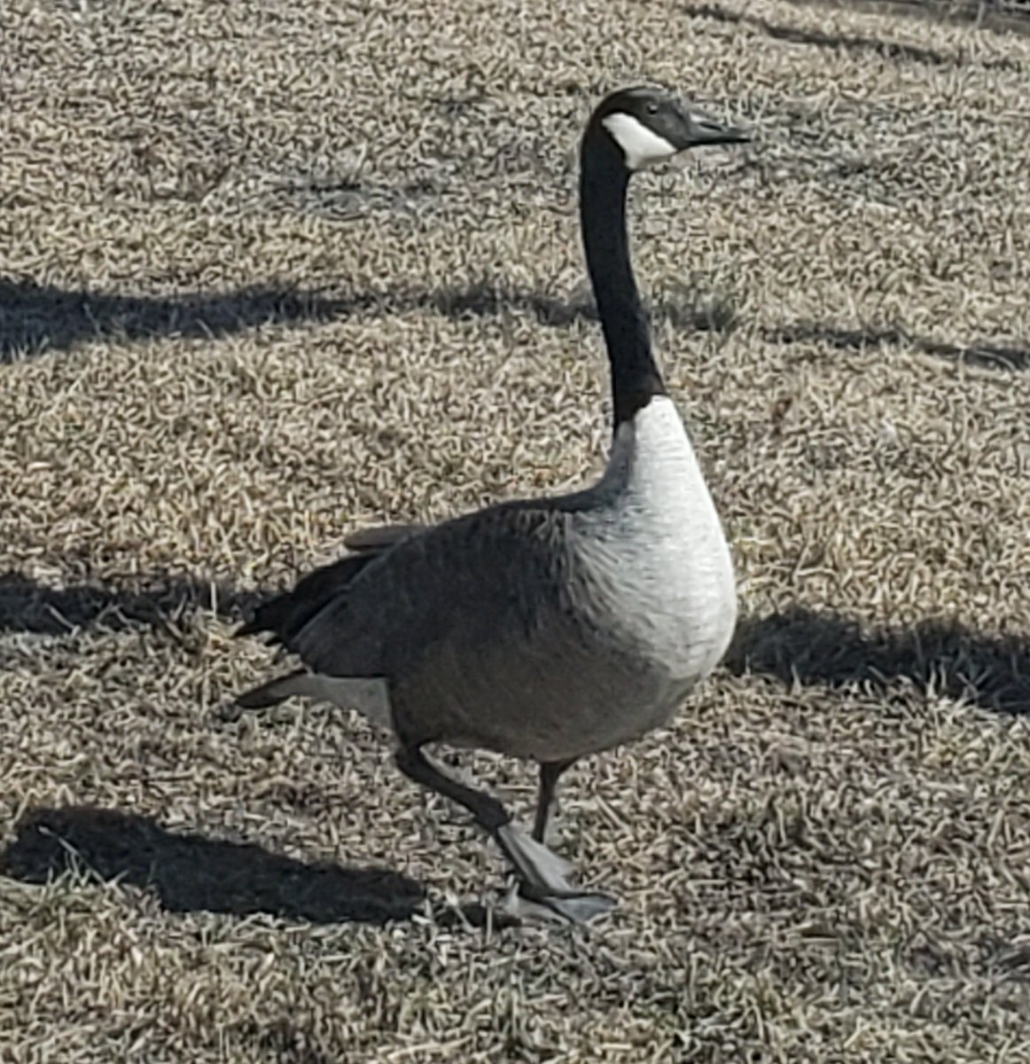 #waterfowlhunting