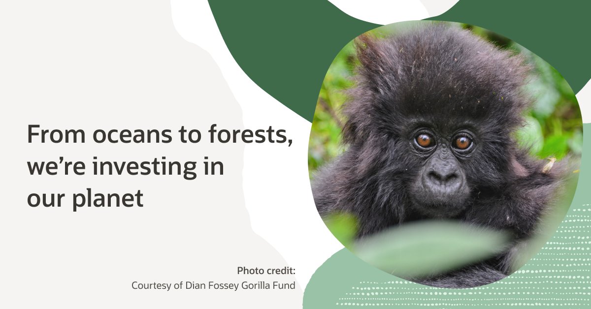 OracleImpact's tweet image. From ambitious sustainability goals to investments in ecosystem restoration, we're committed to the protection of our planet. 🌎 Find out how social.ora.cl/6011OR6Qx #EarthDay #OracleGiving #OracleVolunteers