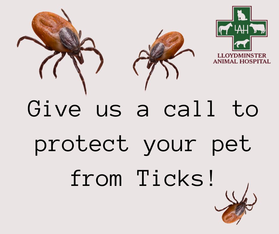 Worried about the creepy crawlers?  Give us a call to get your preventative meds set aside for you!  (Current weight required)