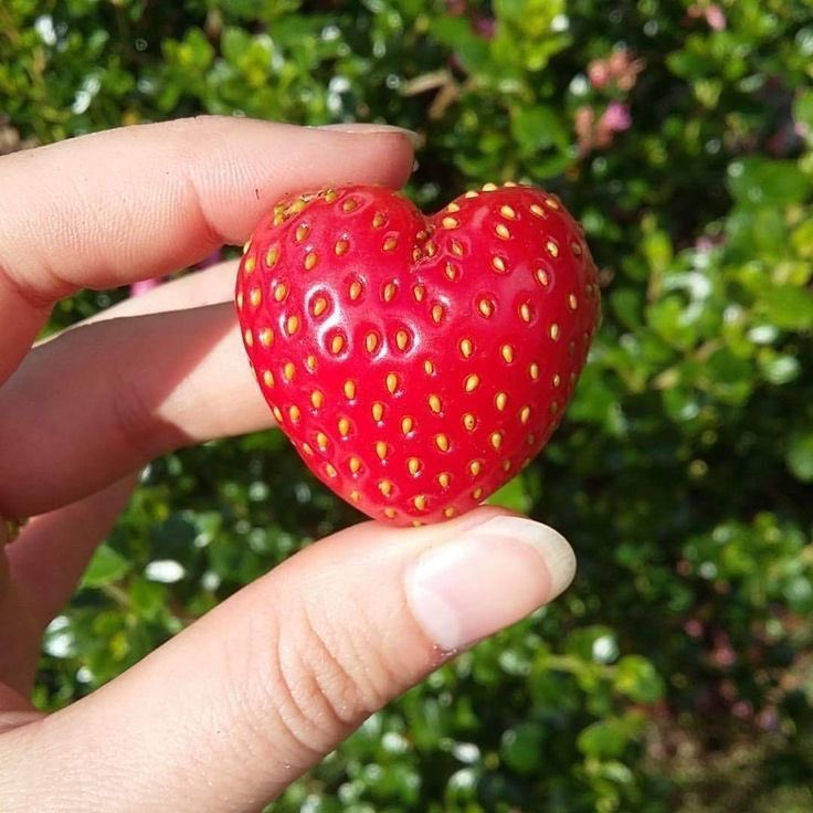 #fresa #strawberry #love #ilovestrawberries #iloveyou #psiloveu #lovers #heart #cuore #coeur #coracao #cardio #corazon #horta #huerta #veganfood #fruits