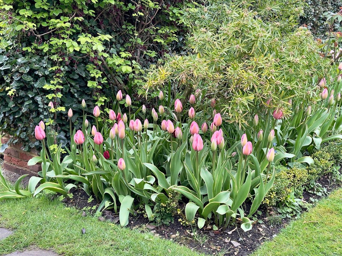nikkilewisphoto's tweet photo. Some of the stunning tulips at @CheniesManor Festival.
#tulip #tulips #flowers #tulipfestival #garden #gardens #gardendesign #gardeninspirations #buckinghamshire #bucks #cheniesmanor #chenies #cheniesmanorhouse #colour #multicolours #Growth #Green #Nature #Plant #Flower #grass https://t.co/jLRFMeYmi3