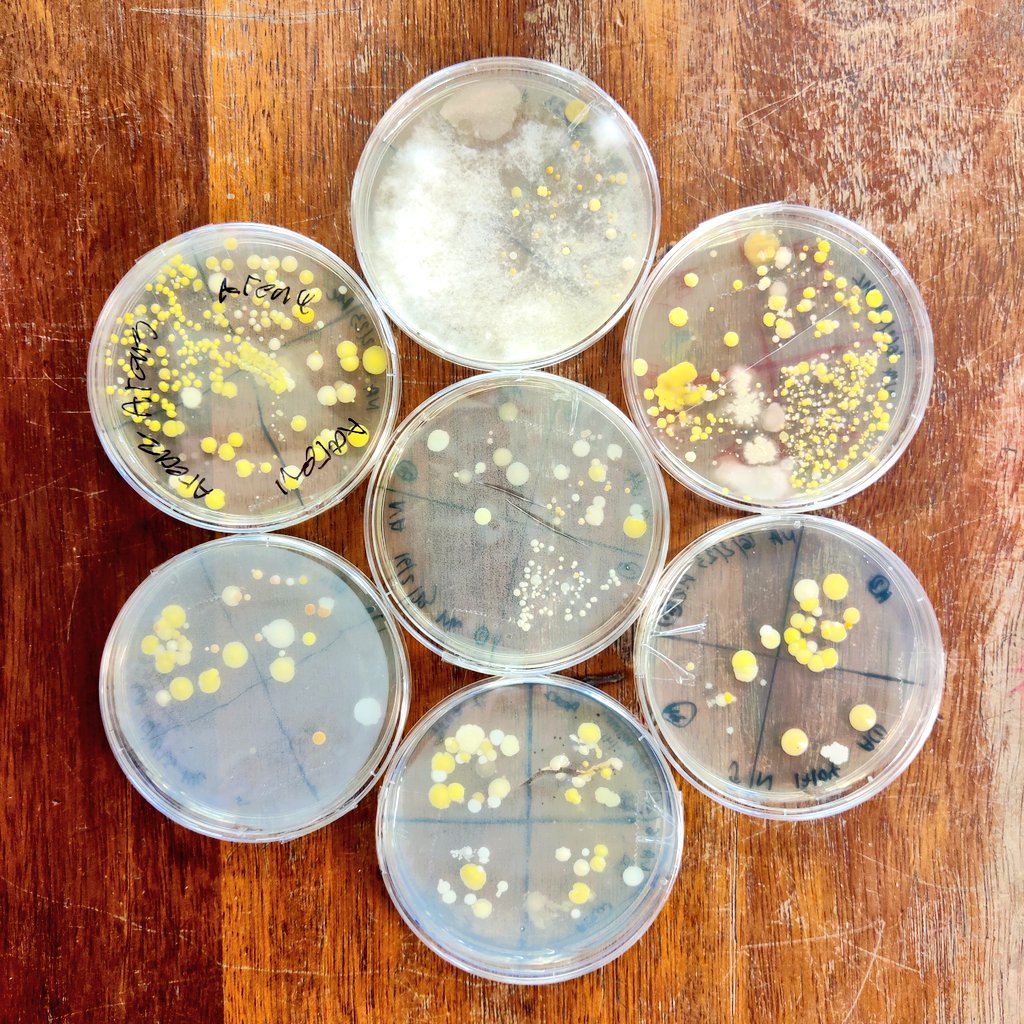 LeithScience's tweet photo. Some excellent microbial growth from Miss Bell's S2 class this year! #microbes #microbiology #swabbing #itsimportanttowashyourhands! https://t.co/1kqYKcFtJL