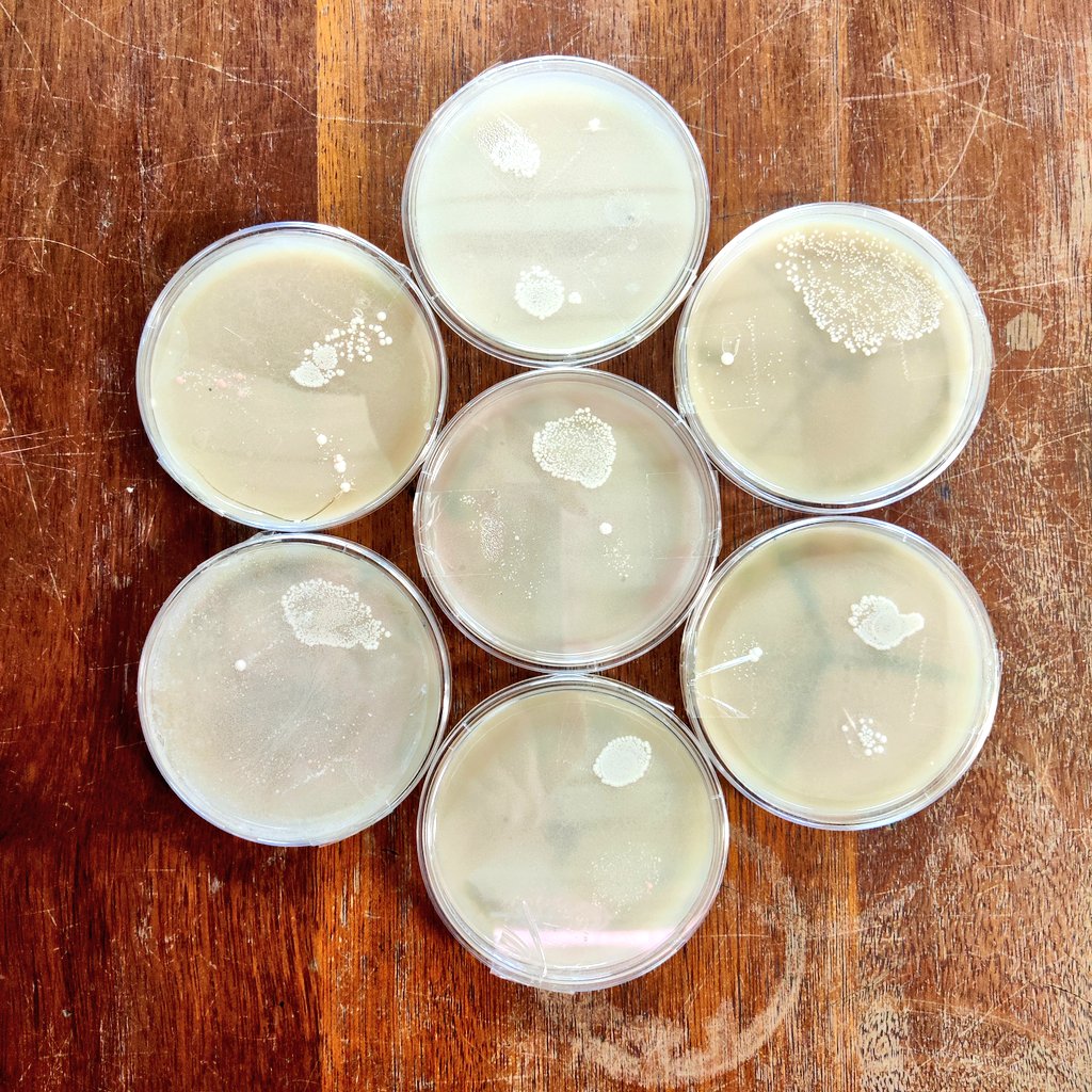 LeithScience's tweet photo. Some excellent microbial growth from Miss Bell's S2 class this year! #microbes #microbiology #swabbing #itsimportanttowashyourhands! https://t.co/1kqYKcFtJL