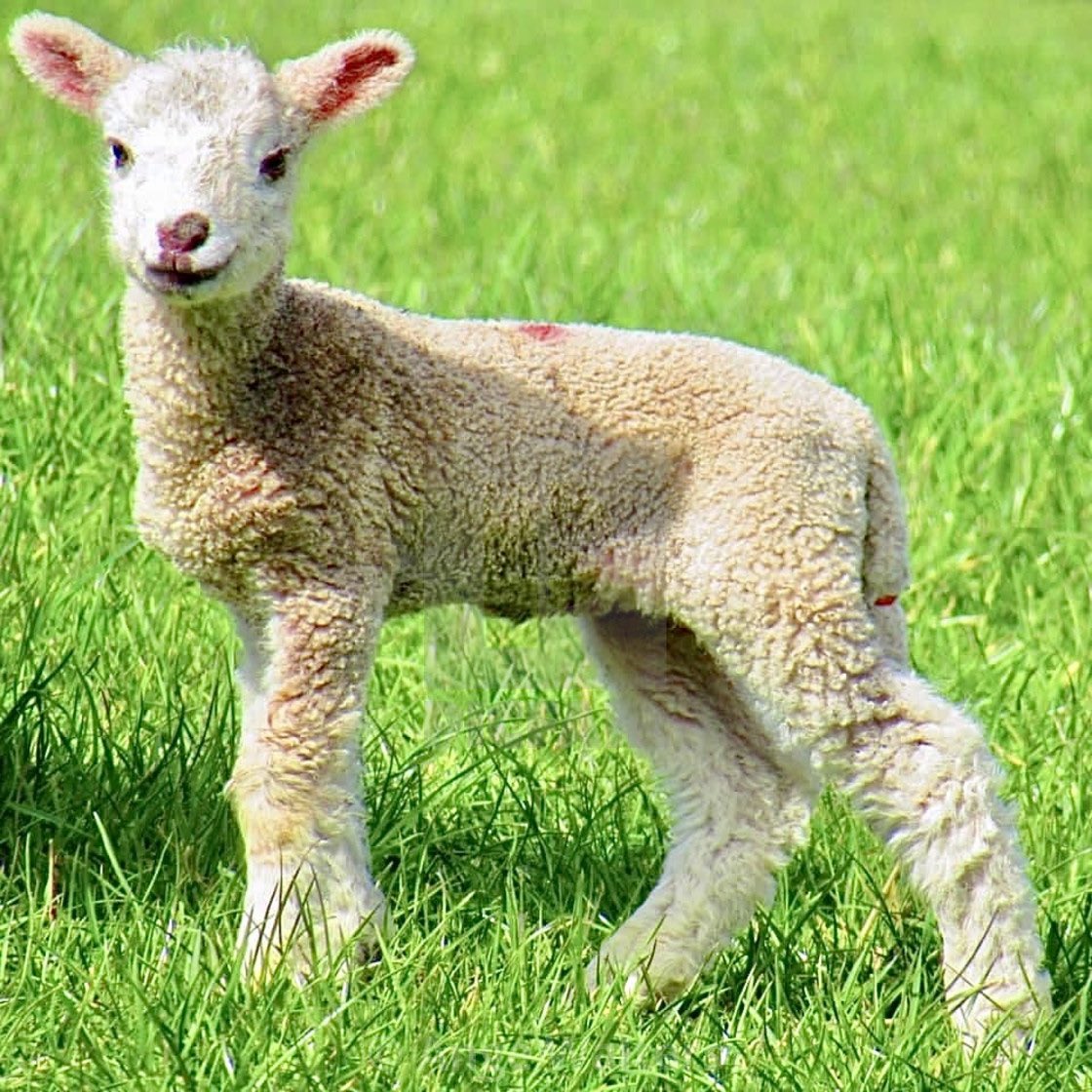 Photo of the day…..
Spring Lamb 🐑 
#lamb #spring #nature #farm #lambsofinstagram #plymouthphotographer #springlamb #devon #countryside #naturephotography #yealmpton #springphotography #lambingseason 
@BBCSpringwatch @VisitDevon @FarmersWorldNFT 

ange21.picfair.com/pics/017152977…