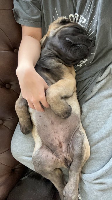 Both living our best lives.  Best Fur Friend Thread&hellip;&hellip;&hellip;and GO!! https://t.co/TN0aSauXZC