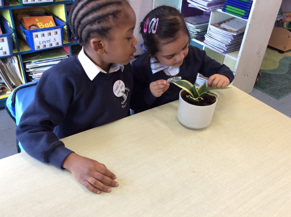 falconbrookSW11's tweet photo. Year 1 loved looking at different plants we had around the school and using  magnifying glasses to take a closer look at the stems, leaves and flowers! #funatfalconbrook #sciencelearning #itsgoodtobegreen https://t.co/B5dGR8kc97