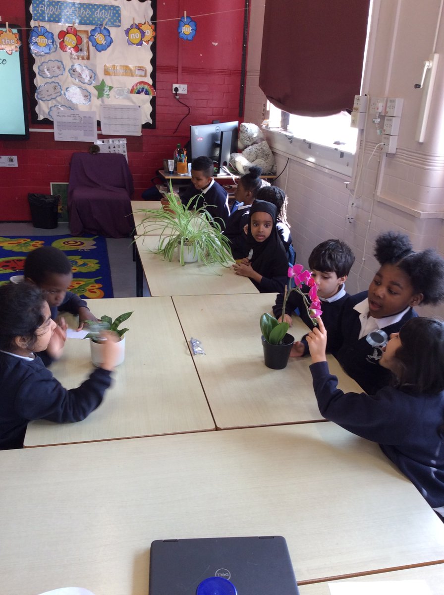 falconbrookSW11's tweet photo. Year 1 loved looking at different plants we had around the school and using  magnifying glasses to take a closer look at the stems, leaves and flowers! #funatfalconbrook #sciencelearning #itsgoodtobegreen https://t.co/B5dGR8kc97