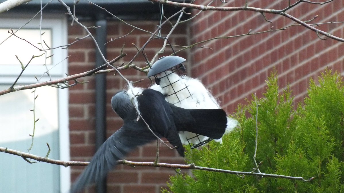 robsonandcowan's tweet photo. Going to be a lot of nice soft warm nests around these parts this year,so far we’ve seen Blue Tits,Great Tits,Goldfinch’s and Starlings,but the Jackdaws are the busiest,unfortunately the Wood-Pigeons just watch and wish #SheepsWool #BirdLife #NestingTime @NEE_Naturalist #Sheep365 https://t.co/lUKmpEZAb8