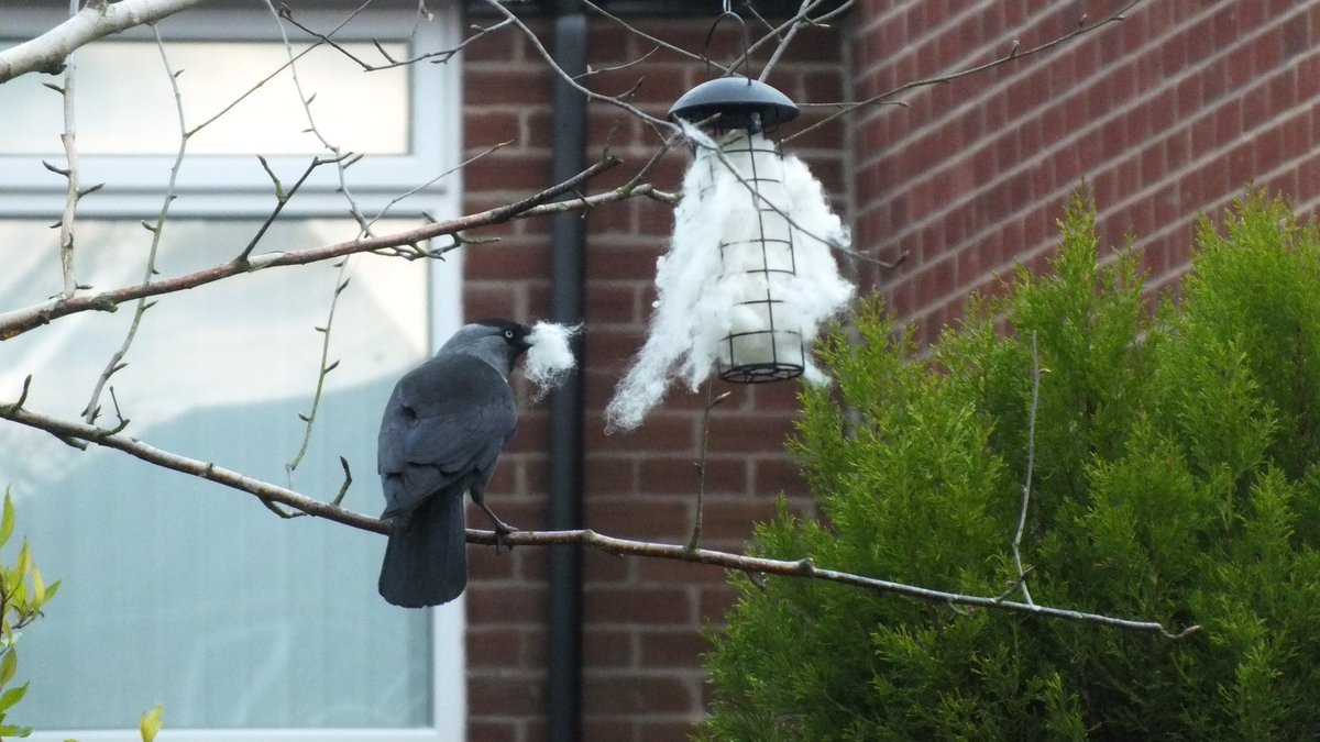 robsonandcowan's tweet photo. Going to be a lot of nice soft warm nests around these parts this year,so far we’ve seen Blue Tits,Great Tits,Goldfinch’s and Starlings,but the Jackdaws are the busiest,unfortunately the Wood-Pigeons just watch and wish #SheepsWool #BirdLife #NestingTime @NEE_Naturalist #Sheep365 https://t.co/lUKmpEZAb8