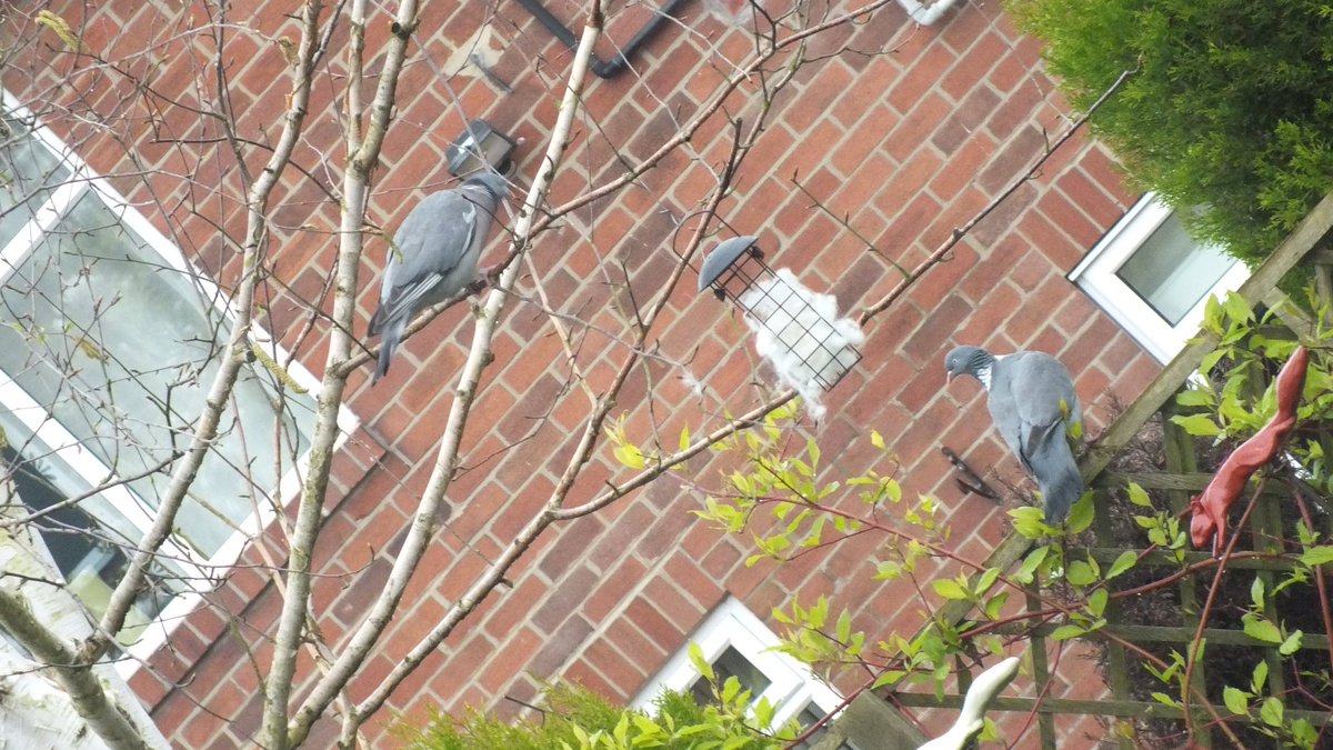 robsonandcowan's tweet photo. Going to be a lot of nice soft warm nests around these parts this year,so far we’ve seen Blue Tits,Great Tits,Goldfinch’s and Starlings,but the Jackdaws are the busiest,unfortunately the Wood-Pigeons just watch and wish #SheepsWool #BirdLife #NestingTime @NEE_Naturalist #Sheep365 https://t.co/lUKmpEZAb8