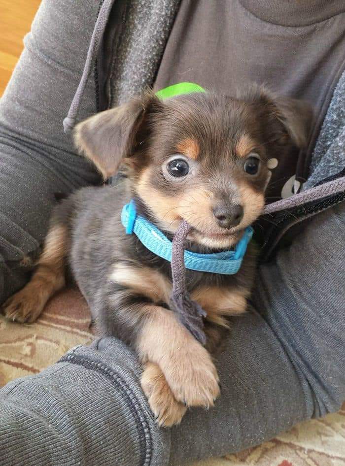 En_jupiter_'s tweet photo. Muestren a sus mascotas que estoy triste porfa https://t.co/h7SmQ5b6Gp