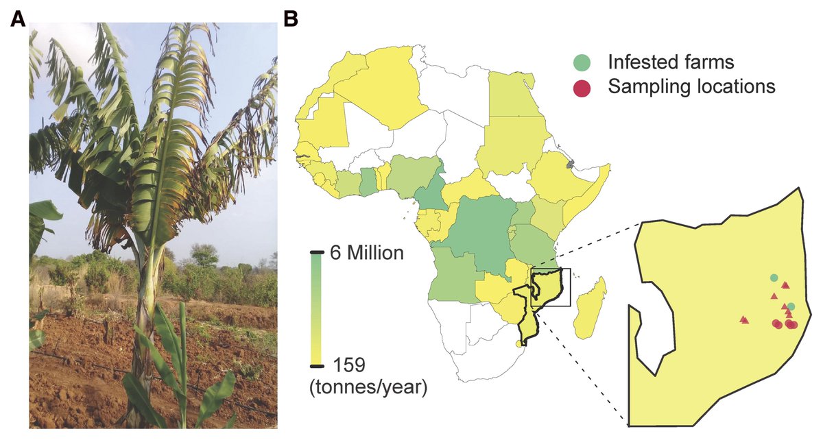 An Editor's Pick by Anouk van Westerhoven et al. shows that Tropical Race 4 wasn't successfully contained in Mozambique. Read their report on the isolation, characterization, & genome sequences of TR4 strains from symptomatic bananas in MZ: doi.org/10.1094/PDIS-0… @phytoWUR