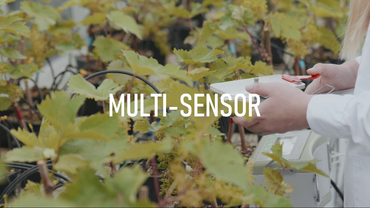 ADItech's tweet image. ¡Mañana! #EspacioSINAI en @NavarraTV
#Multisensor- ¿La transpiración del racimo afecta a la calidad de la uva? @IdAB_CSIC + @unav
aditech.com/es/proyectos-i…