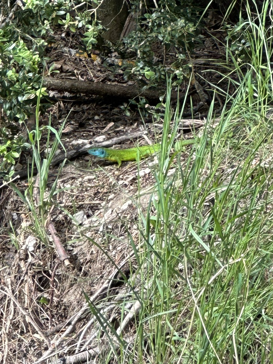 Patrick Calmels tweet media