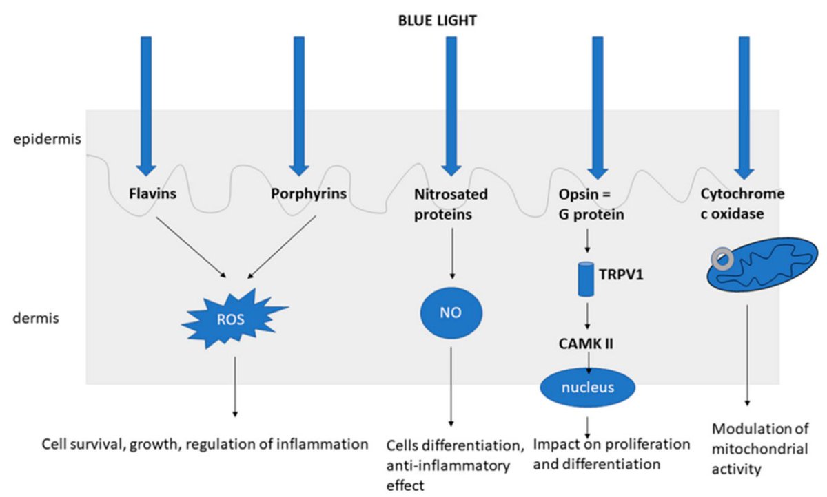 The effects of blue light on skin and health. 

A THREAD 🧵