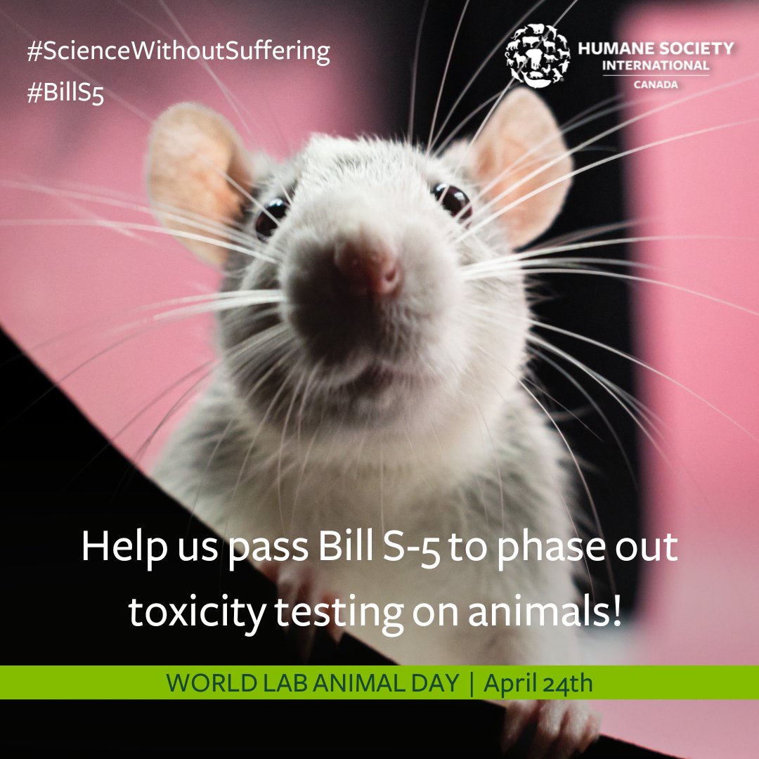 As Bill S-5, which champions phasing out the use of #animals in toxicity tests, moves through the legislative process, we need your help!

#Canadians, please urge your MPs to pass #BillS5 ! l8r.it/b3Zz

#WeekOfAction #WorldLabAnimalDay