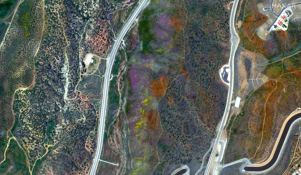 ABC7's tweet photo. SUPERBLOOM FROM SPACE: California hillsides are exploding with flowers and color after this year's historic rainfall, providing great views for hikers... and from space! 🌸🏵️🌺🌻 https://t.co/8F4k7HHHay https://t.co/aP7G0jYwAR