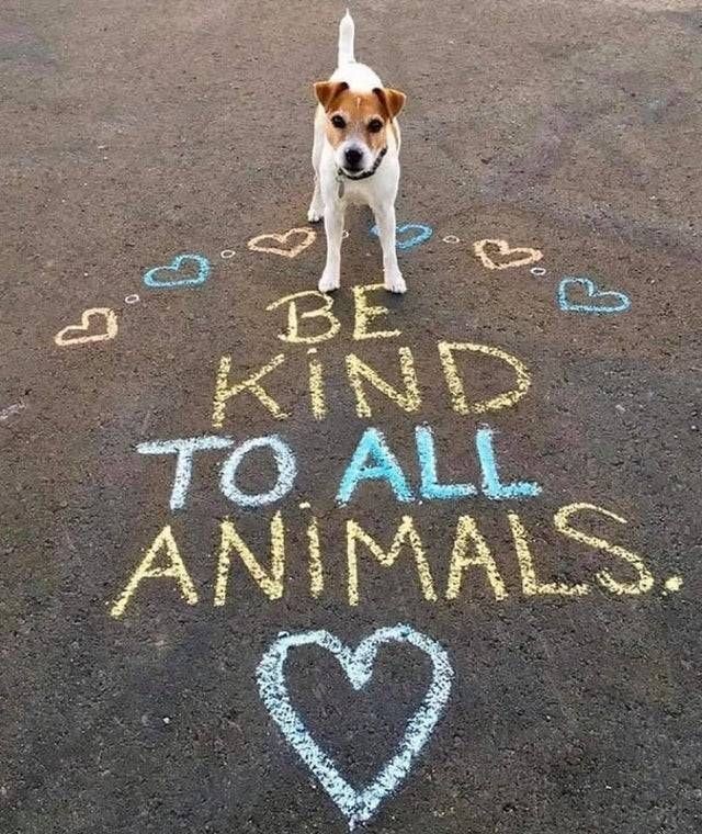 thehappydog_'s tweet photo. Be Kind To All Animals ❤ https://t.co/3dp3oQnUYY