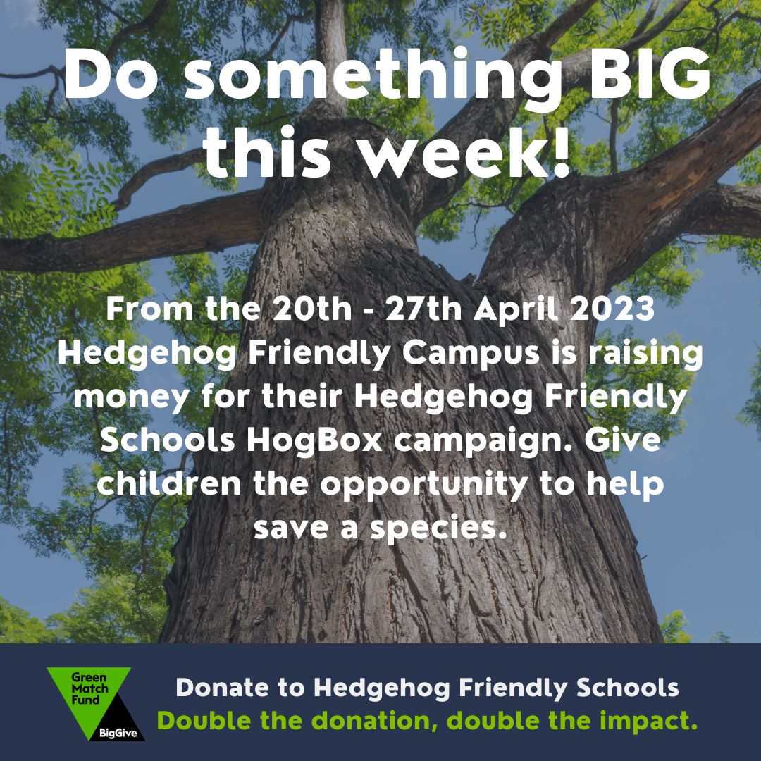 HogFriendly's tweet photo. #DidYouKnow that we have teamed up with the @BigGive for the #GreenMatchFund? From the 20th - 27th April, your donations will be doubled!

Do something BIG this week and donate to the Hedgehog Friendly Schools Campaign to help save hedgehogs in the UK. 
🔗https://t.co/gumcOp92Lr https://t.co/LZb8JF7FpF