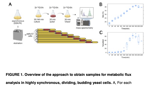 ReviewCommons's tweet image. "Branched chain amino acid synthesis is coupled to TOR activation early in the cell cycle in yeast"
#RefereedPreprint #Metabolism #CellCycle 
Heidi Blank, Michael Polymenis et al

eeb.embo.org/doi/10.1101/20…