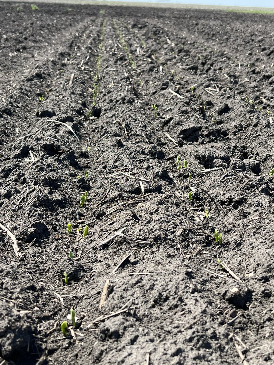 chad_okeefe's tweet photo. I think we might be the first people to ever plant field peas in Champaign county, Illinois. If anyone wants to see something other than corn, get ahold of me! #notcorn #corncountry #KWS https://t.co/Drsbd56ZjF