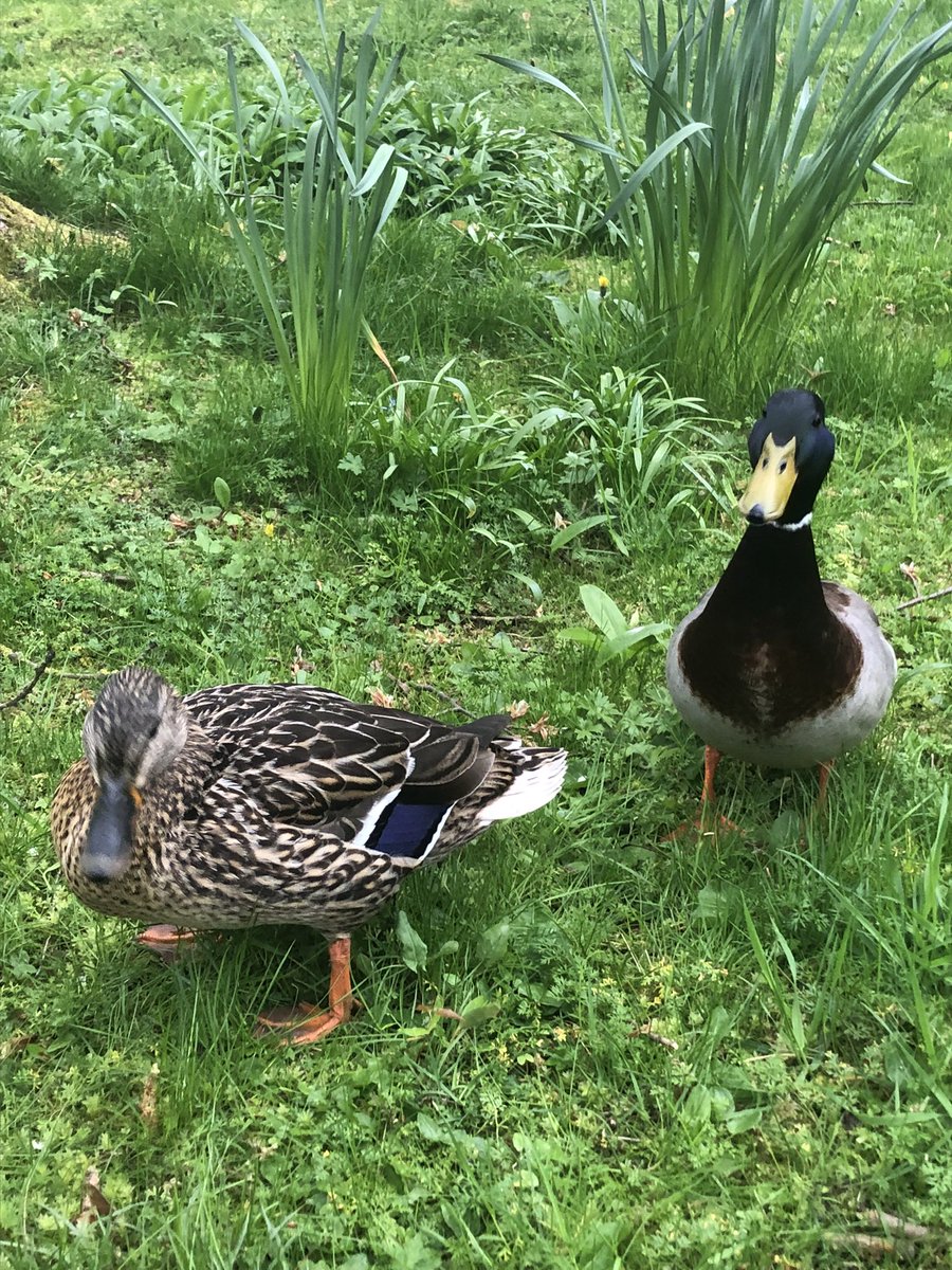 Jack n Vera still living the dream! Roundhay Parks little love ducks in the Monet Gardens. ❤️ #Roundhay 
@ForpLeeds @loveleedsparks