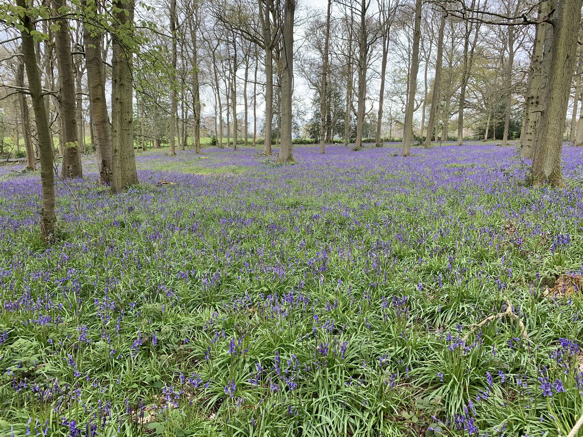 A beautiful carpet of bluebells in the wood at @NTGreysCourt today #EverybodyNeedsNature #NationalTrust @southeastNT @nationaltrust