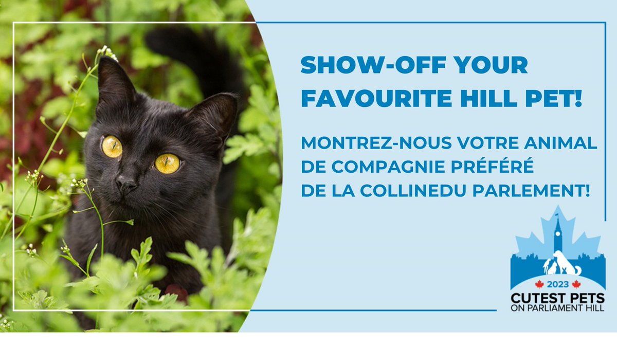 We are excited to share our inaugural Cutest Pets on Parliament Hill contest! If you work on the Hill, send us a picture of your pet for a chance to win bragging rights for a year! Contest details here: cahi-icsa.ca/cutest-pets-pa…

#canpoli #parliamenthill #pets