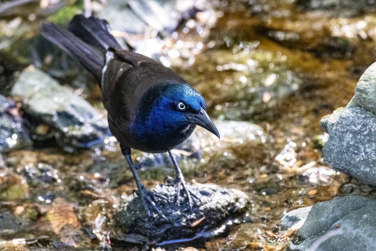 Luminescent #CommonGrackle along the #KlingleValleyTrail in #RockParkPark 💙