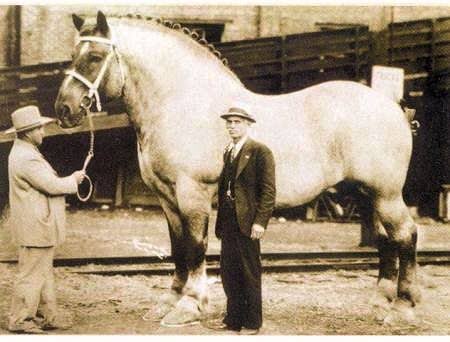 @ChannelInteres Sampson was the largest horse in recorded history…