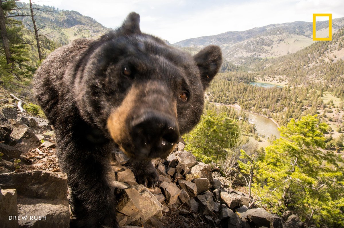 A remote camera captures a black bear in Wyoming's Yellowstone National Park 

#NationalParksWeek