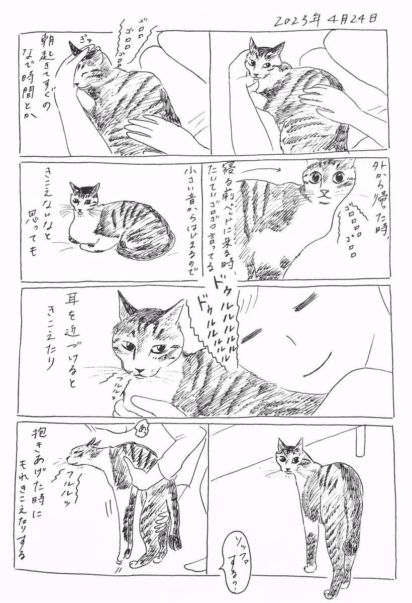 2023/4/24のぎんちゃん #今日のぎんちゃん 