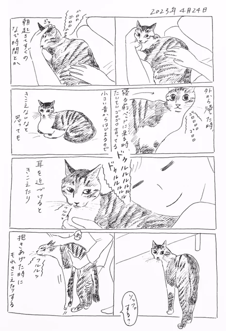 2023/4/24のぎんちゃん #今日のぎんちゃん 